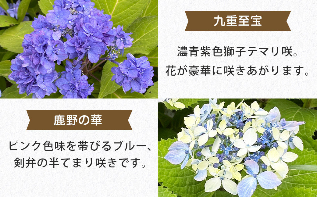 ＜山あじさい 4本セット＞2024年10月上旬～2025年6月下旬迄に順次出荷