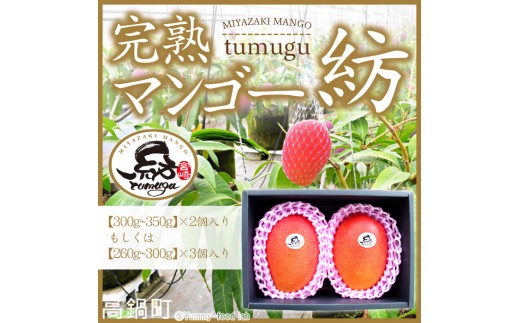 ＜宮崎県産 完熟マンゴー｢紡｣ (約300g～約350g 2個もしくは約260g～約300g 3個)＞ 果物 フルーツ マンゴー くだもの 特産品 完熟 国産 宮崎県 高鍋町【冷蔵】
