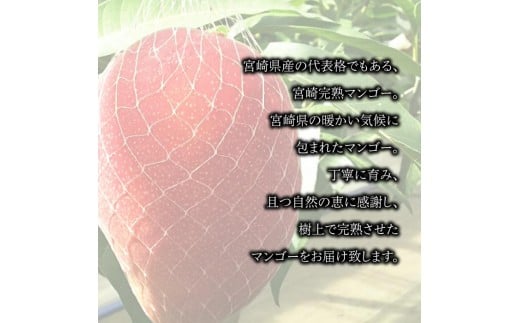 ＜宮崎県産 完熟マンゴー （Lサイズ 3個 もしくは 2Lサイズ 2個）＞ 2025年4月上旬～9月下旬迄に順次出荷 果物 フルーツ マンゴー くだもの 特産品 完熟 国産 宮崎県 高鍋町