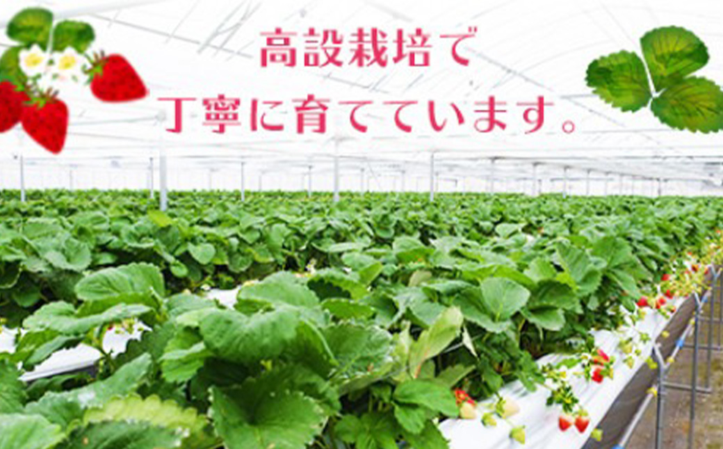 ＜宮崎県産 プレミアム有機いちご大粒12~15粒＞※入金確認後、2025年1月～3月迄に順次出荷します。