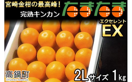 ＜完熟キンカン「たまたまEX」エクセレント 2L×1kg １箱＞2024年2月上旬〜2月下旬迄に順次出荷 金柑 柑橘 果物