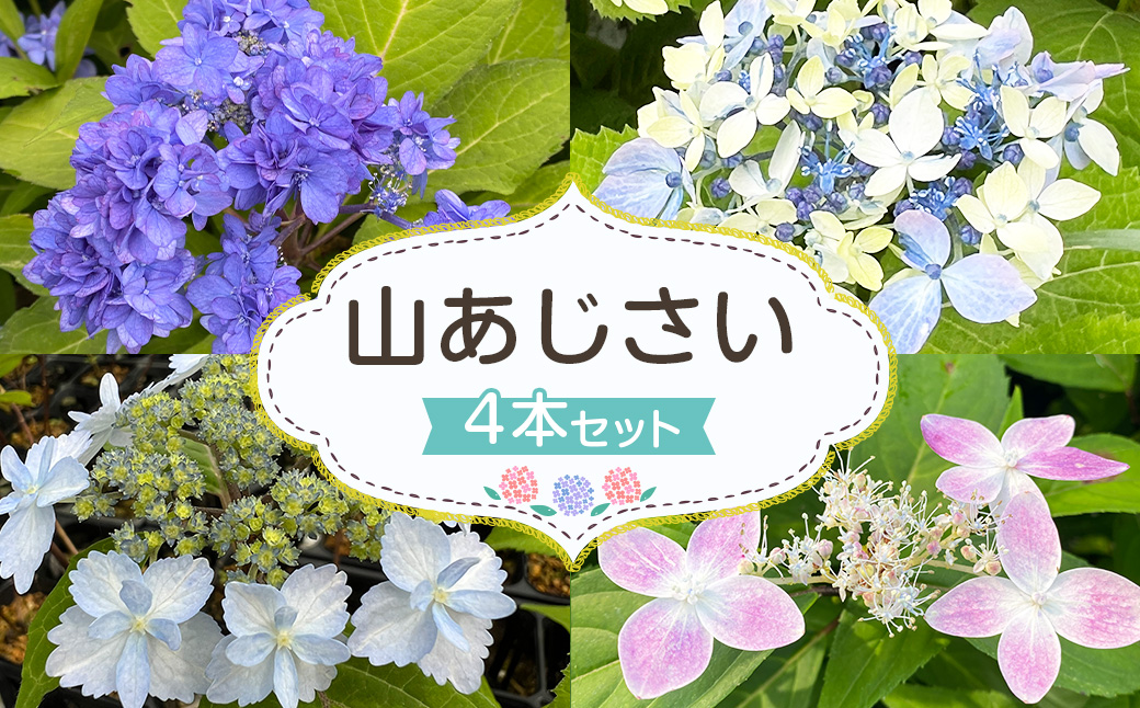 ＜山あじさい 4本セット＞2024年10月上旬～2025年6月下旬迄に順次出荷
