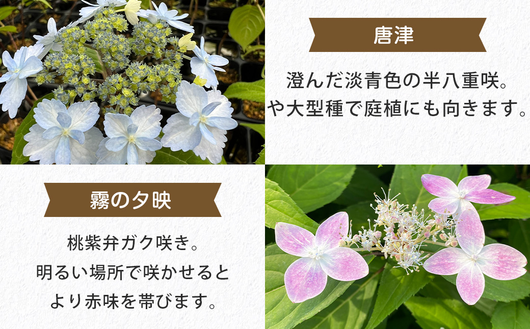 ＜山あじさい 4本セット＞2024年10月上旬～2025年6月下旬迄に順次出荷