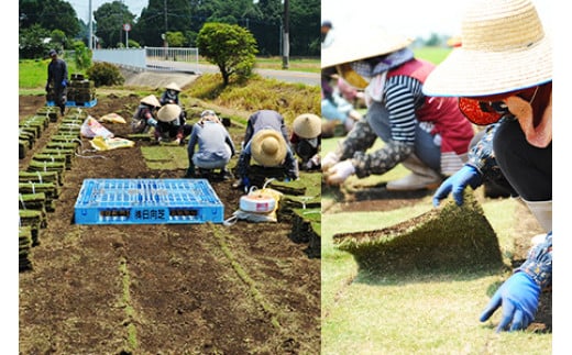 ＜姫高麗芝 2平方メートル＞4月下旬までに発送