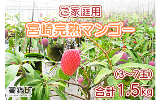 ＜宮崎県産完熟マンゴー｢家庭用｣(約1.5kg)＞ 果物 フルーツ マンゴー くだもの 特産品 完熟 国産 ご家庭用 宮崎県 高鍋町【冷蔵】