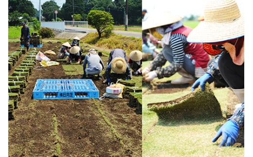 ＜高麗芝 2平方メートル＞4月下旬までに発送