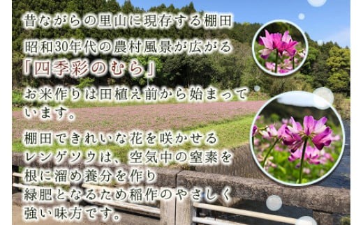 ＜令和6年度 特別栽培米「粋」3種食べ比べ （コシヒカリ3kg、キヌムスメ3kg、ヒノヒカリ3kg）＞※入金確認後、翌月末迄に順次出荷します。 