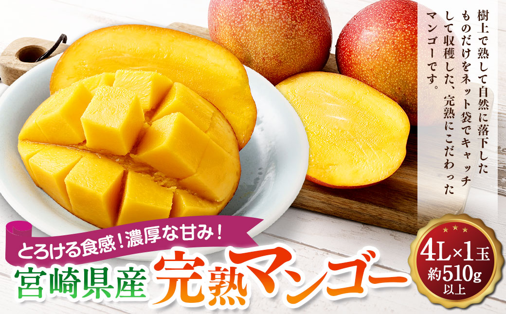 ＜宮崎県産完熟マンゴー 4L×1玉（510g以上）＞2026年4月中旬〜7月下旬までに順次出荷