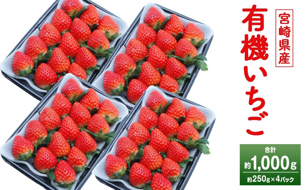 ＜宮崎県産 有機いちご 約1kg（約250g×4パック）＞2026年1月下旬～3月上旬迄に順次出荷 フルーツ 果物 くだもの いちご イチゴ 苺 冷蔵 有機栽培 さがほのか あまおとめ