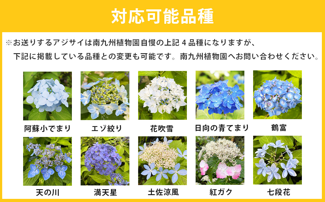 ＜山あじさい 4本セット＞2024年10月上旬～2025年6月下旬迄に順次出荷