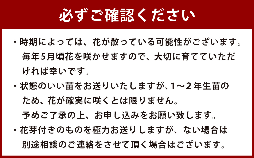 ＜山あじさい 4本セット＞2024年10月上旬～2025年6月下旬迄に順次出荷
