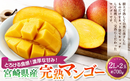 ＜宮崎県産完熟マンゴー 2L×2玉（約700g）＞2026年4月中旬〜7月下旬までに順次出荷 果物 くだもの フルーツ アーウィン マンゴー デザート 甘味 完熟 宮崎