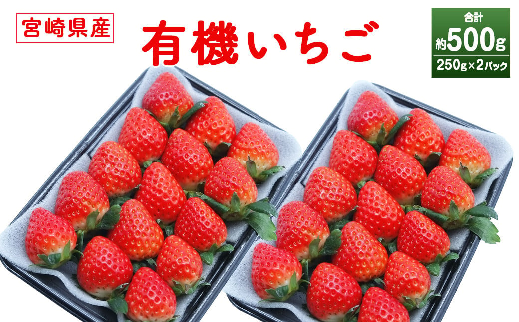 ＜宮崎県産 有機いちご250g×2パック＞※入金確認後、2025年1月～3月迄に順次出荷します。