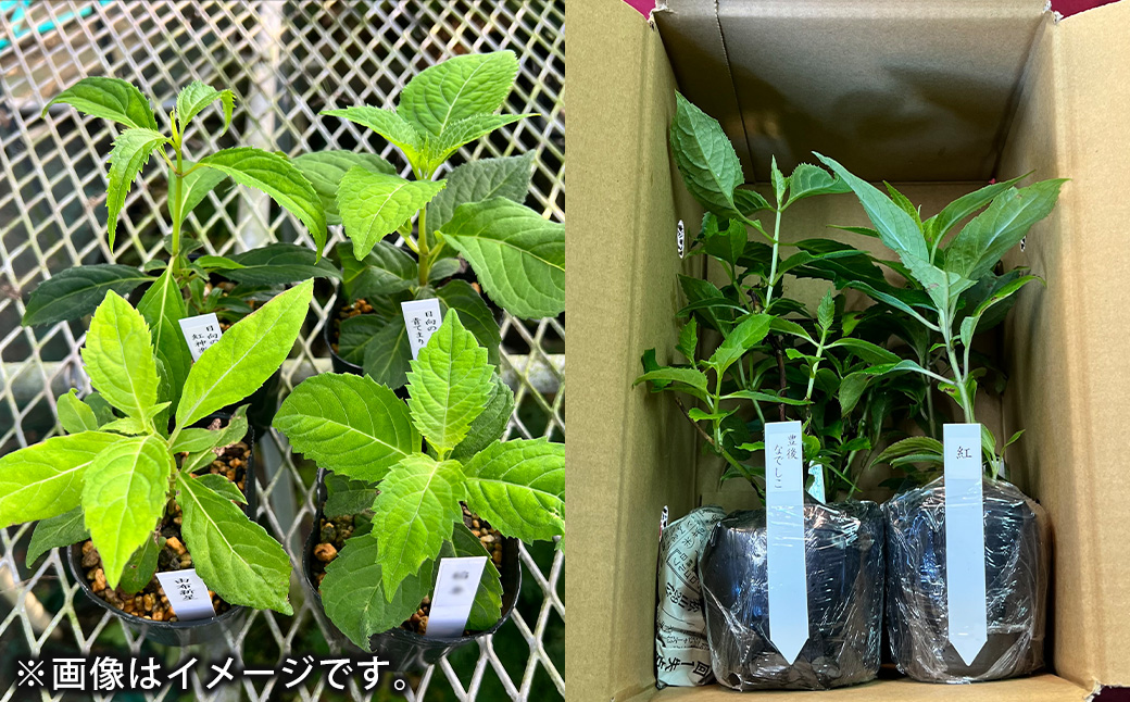 ＜山あじさい 4本セット＞2024年10月上旬～2025年6月下旬迄に順次出荷