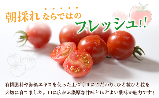 数量限定 くるみのトマト 計1.3kg 1箱［2026年発送］宮崎県新富町産 朝採れ 野菜 フレッシュ 国産【B667】