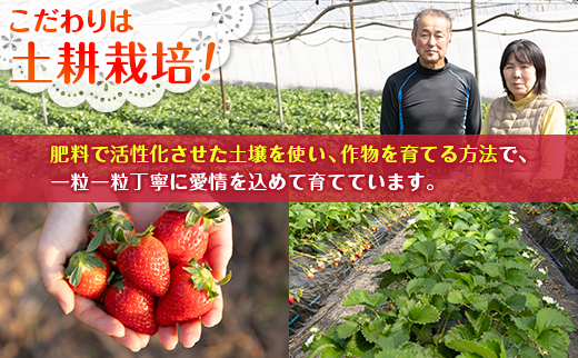 ＜2週間以内出荷!!＞宮崎県産 いちご「ゆめのか」計1kg（250g×4パック）フルーツ 期間限定 デザート【B701】