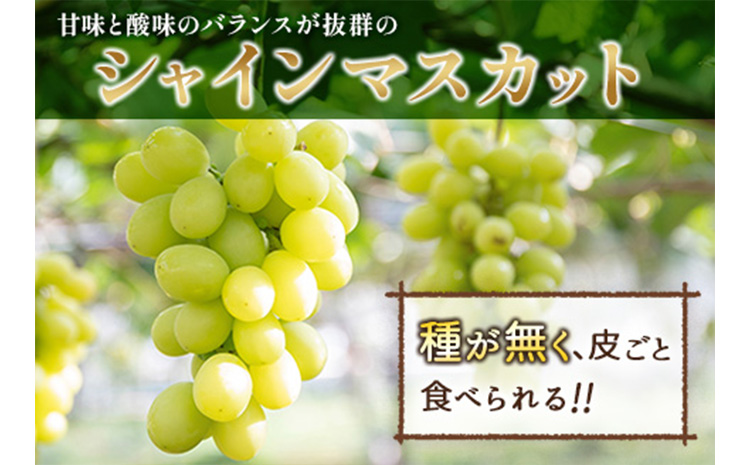 先行予約 シャインマスカット 2房 約1kg+100g補償付 宮崎県産【B606-25】