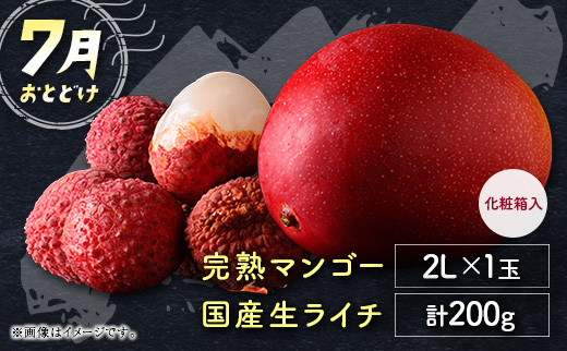 ãµããŒãã«ãŒãå®æäŸ¿ å
š2å ïŒã¡ãã³ã»ãã³ãŽãŒïŒã©ã€ãïŒâ»2026幎6æéå§ æ¬ æç©ãE242ã