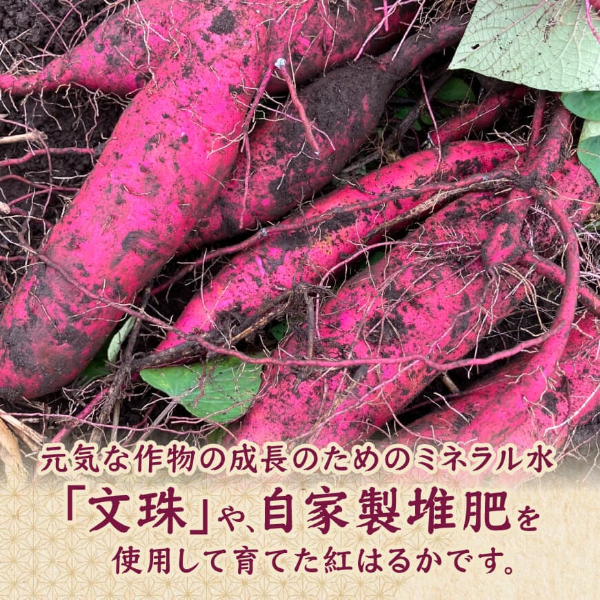 宮崎県産さつまいも　ミネラル栽培　紅はるか 2kg 【 宮崎県産 九州産 いも 芋 サツマイモ 野菜 】