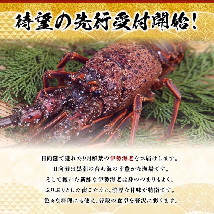 《先行予約》担当者厳選！伊勢海老1000g（2～5尾） 【 伊勢えび 魚介類 いせえび 海産物 宮崎県産 国産 】