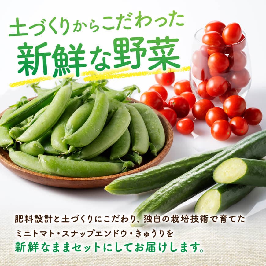 宮崎県佐光農園産　野菜詰め合わせ（ミニトマト・スナップエンドウ・きゅうり）計1kg 【 ミニトマト スナップエンドウ きゅうり 野菜 詰め合わせ 】