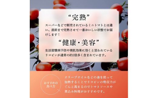 《令和7年1月発送》【訳あり】宮崎県産ミニトマト 潤いミネラルトマト「リッチスイート」3kg【 九州産 川南町産 ミニトマト 新鮮 ヘルシー とまと 野菜 】