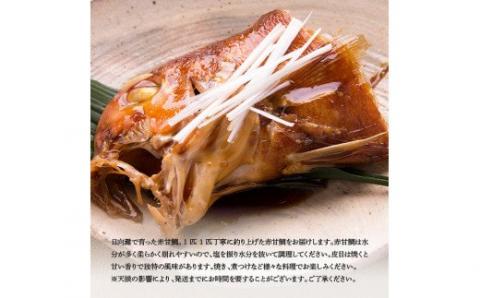 『釣赤甘鯛 C』【鮮魚 さかな 九州 宮崎 川南町 新鮮 魚介 海の幸 魚 G4407】