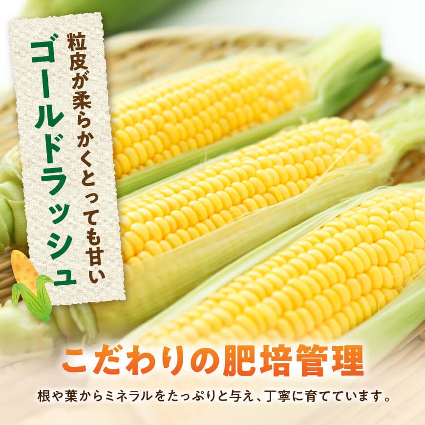 【令和8年発送】黒木さんのゴールドラッシュ4.5kg【 数量限定 季節限定 産地直送 とうもろこし コーン とうきび 野菜 】