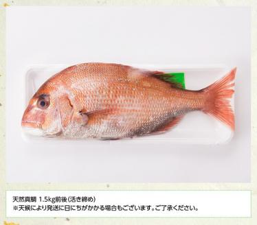 『日向灘の海の幸』天然真鯛（活き締め）【鮮魚 さかな 刺身 煮つけ 九州 宮崎 川南町 新鮮 魚 魚介類】
