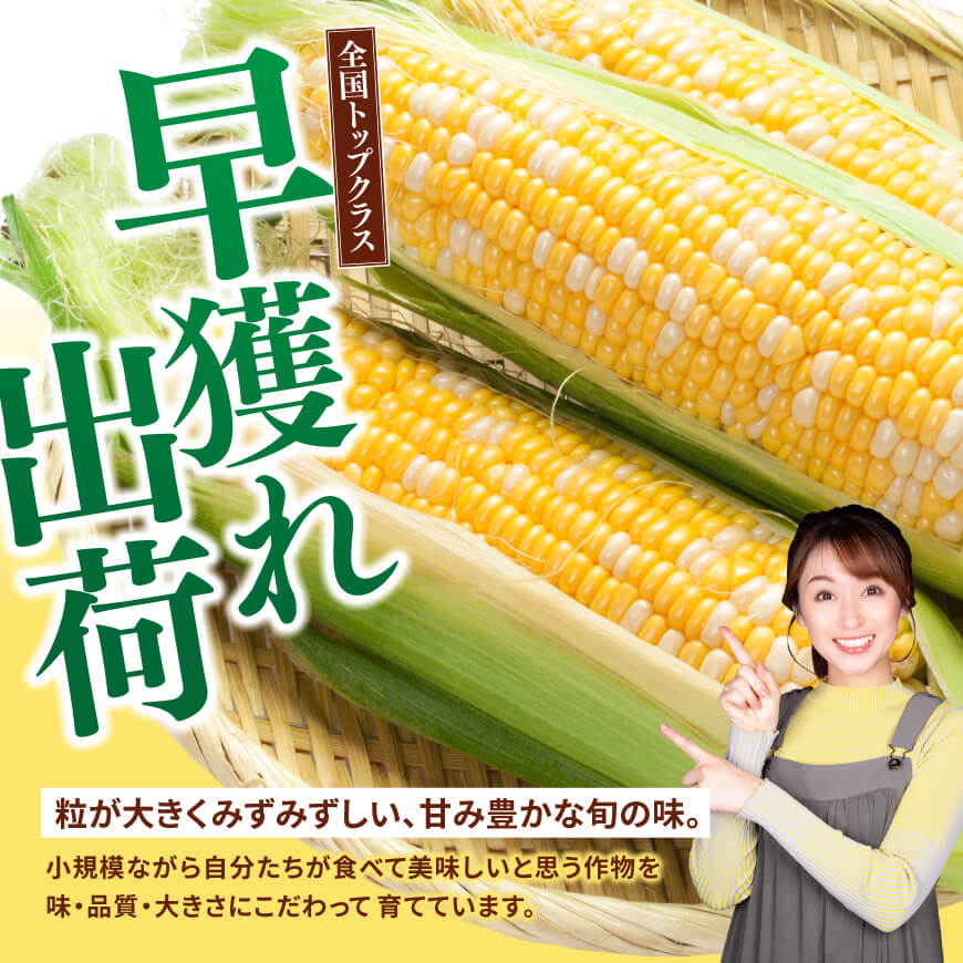 【令和８年発送】SUNちゃん農園産「ドルチェドリーム2kg以上（サイズ指定不可）」 【 とうもろこし スイートコーン トウモロコシ スィートコーン 令和8年発送 】