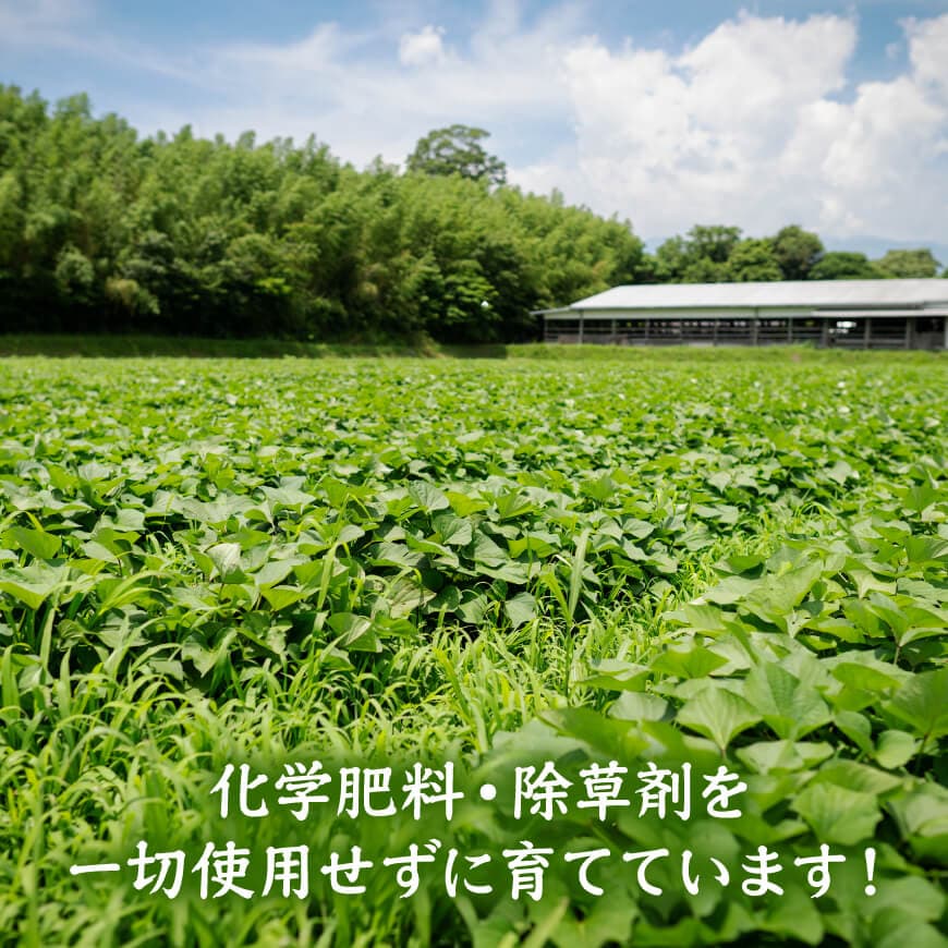 宮崎県産さつまいも　ミネラル栽培　紅はるか 2kg 【 宮崎県産 九州産 いも 芋 サツマイモ 野菜 】