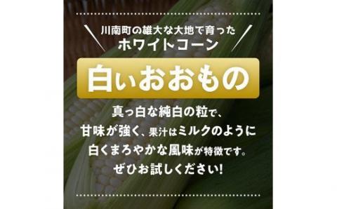 【令和7年発送】政岡さんちのスイートコーン「白いおおもの（ホワイトコーン）」4.5kg 【 先行予約 数量限定 期間限定 とうもろこし スイートコーン 2025年発送 先行受付 宮崎県産 九州産 】