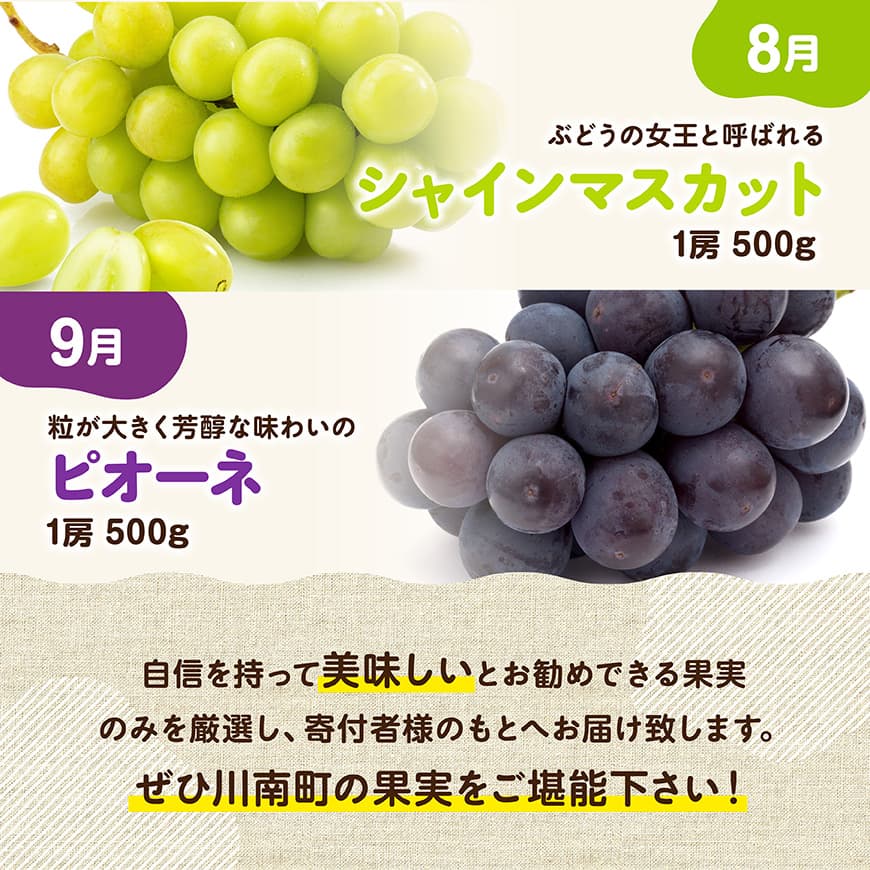 ※期間限定※【6ヶ月定期便】大人気くだもの定期便Vol.1 【 川南町産 くだもの いちご イチゴ きんかん マンゴー シャインマスカット ピオーネ  】