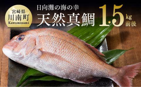 『日向灘の海の幸』天然真鯛（活き締め）【鮮魚 さかな 刺身 煮つけ 九州 宮崎 川南町 新鮮 魚 魚介類】