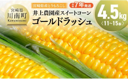 【令和7年発送】宮崎県産とうもろこし　井上農園産スイートコーン「ゴールドラッシュ」4.5kg トウモロコシ スィートコーン 2025年発送 先行予約 数量限定 期間限定