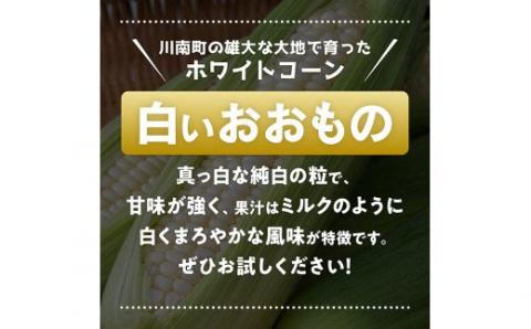 【令和7年発送】政岡さんちのスイートコーン「白いおおもの（ホワイトコーン）」2kg 【 先行予約 数量限定 期間限定 とうもろこし スイートコーン 2025年発送 先行受付 宮崎県産 九州産 】