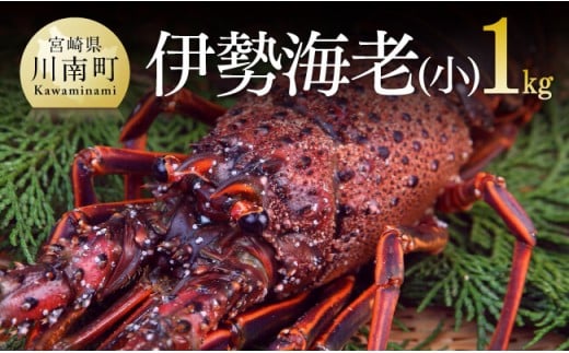 【担当者厳選！】伊勢海老(小)1kg（5～9尾） 【 伊勢えび 魚介類 いせえび 海産物 宮崎県産 国産 】