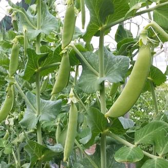 【令和7年発送】朝どれ！守部さん家のスナップエンドウ2.0kg【 野菜 宮崎県産 エンドウ豆 えんどう豆 おつまみ 2025年発送 】