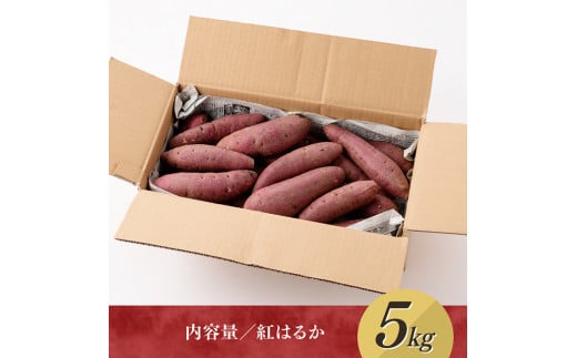 村井農園産さつまいも「紅はるか」5kg 【 宮崎県産 九州産 いも 芋 サツマイモ 野菜 】