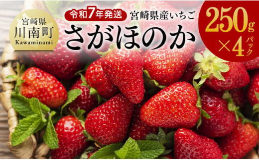 令和7年発送　宮崎県産いちご「さがほのか」250ｇ×4パック 【 先行予約 期間限定 果物 イチゴ 苺 フルーツ 】