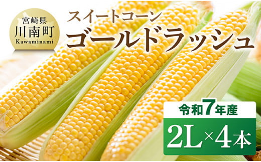 【令和7年発送】宮崎県産とうもろこし　スイートコーン「ゴールドラッシュ」2L×4本【新鮮 農家直送 トウモロコシ 産地直送 季節限定 期間限定 宮崎県産 九州産】