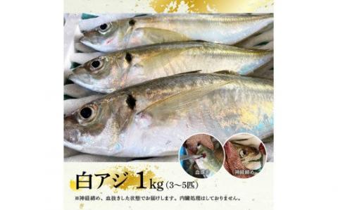 日向灘獲れ！活〆白アジ１kg【鮮魚 魚介 魚介類 新鮮 刺身 塩焼き 魚 海の幸】