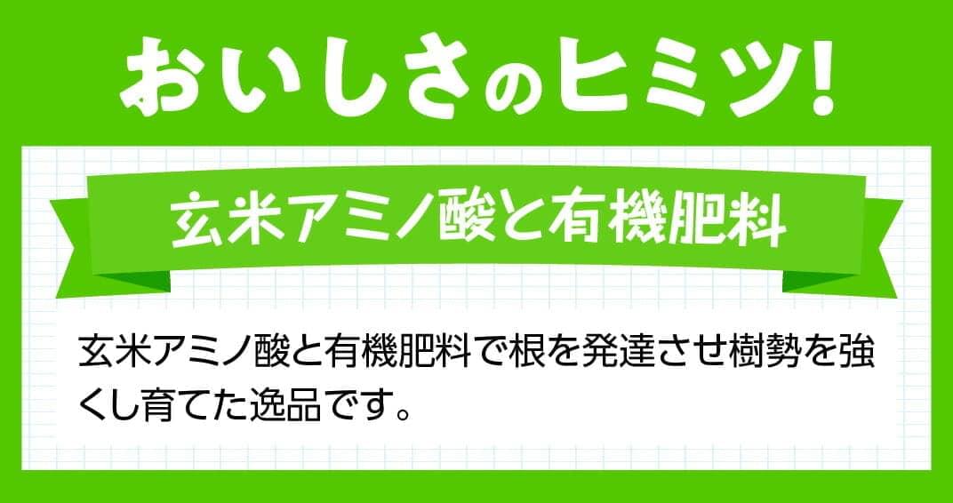 【令和7年発送】宮崎県産完熟マンゴー「果実の宝石」　2L×3玉 【 果物 フルーツ マンゴー 宮崎県産 みやざきマンゴー 先行予約 数量限定 期間限定 】