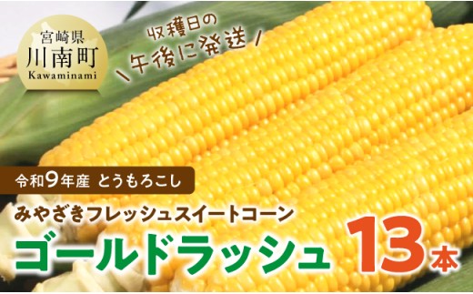 【令和9年発送】　宮崎県産とうもろこし　みやざきフレッシュスイートコーン「ゴールドラッシュ」13本 【 新鮮 朝どれ 農家直送 トウモロコシ 産地直送 期間限定 数量限定 真空予冷 JA 】