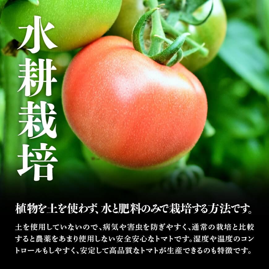 宮崎県産トマト　とこうさんのトマト1kg（9～18個） 【 宮崎県産 九州産 川南町産 トマト とまと 野菜 ヘルシー】