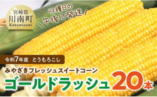 みやざきフレッシュスイートコーン 「ゴールドラッシュ」20本 【 新鮮 朝どれ 農家直送 トウモロコシ 産地直送 期間限定 数量限定 真空予冷 JA 】