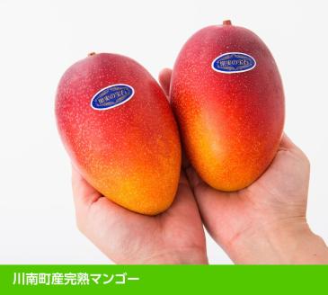 【令和7年発送】宮崎県産完熟マンゴー「果実の宝石」　2L×2玉 【 果物 フルーツ マンゴー 宮崎県産 みやざきマンゴー  先行予約 数量限定 期間限定 】