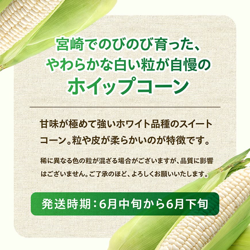 【令和8年発送】宮崎県産とうもろこし　守部さんちのホワイトコーン「ホイップコーン」5kg 【 とうもろこし ホワイトコーン トウモロコシ ホイップコーン 令和8年発送 先行予約 数量限定 期間限定 】