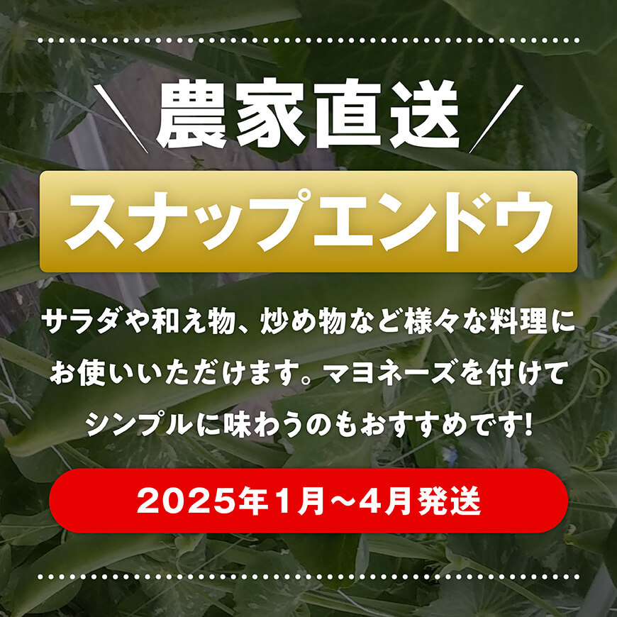 【令和7年発送】朝どれ！守部さん家のスナップエンドウ1.0kg【 野菜 宮崎県産 エンドウ豆 えんどう豆 おつまみ 2025年発送 】