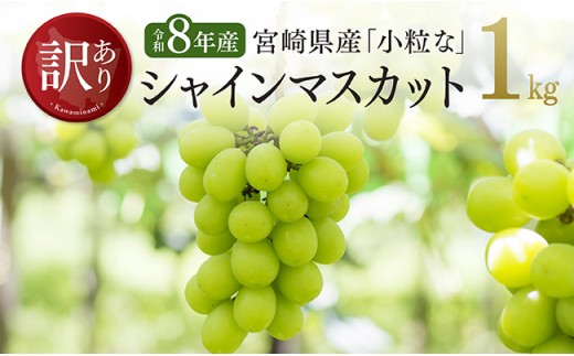 【令和8年産】【訳あり】小粒なシャインマスカット1kg 【 ぶどう 果物 葡萄 フルーツ ブドウ デザート 川南町産 数量限定 期間限定 】